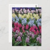 Carte Postale Hyacinthes de printemps colorés (Devant / Derrière)