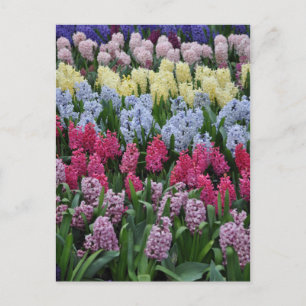 Carte Postale Hyacinthes de printemps colorés