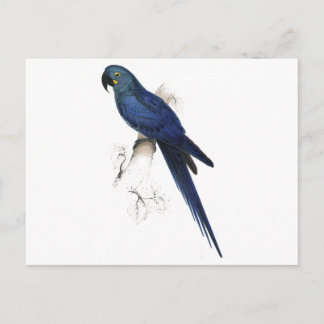 Carte Postale Hyacinthine Maccaw par Edward Lear