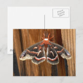 Carte Postale Hyalophora cecropia (Devant / Derrière)