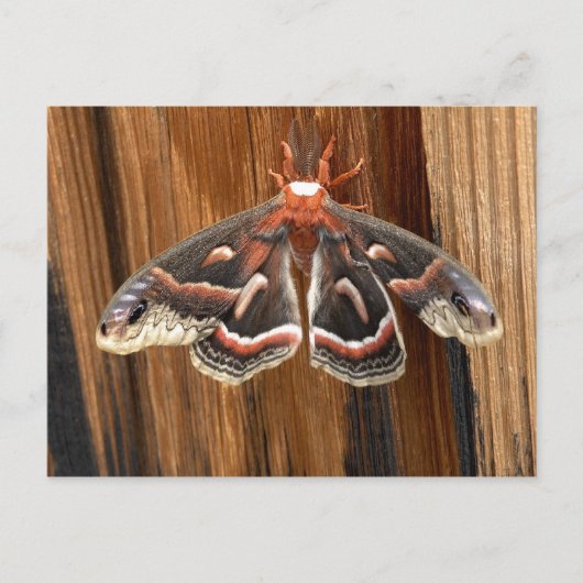 Carte Postale Hyalophora cecropia (Devant)