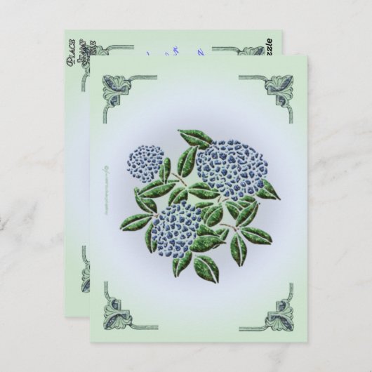 Carte postale Hydrangea (Devant / Derrière)