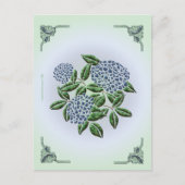 Carte postale Hydrangea (Devant)