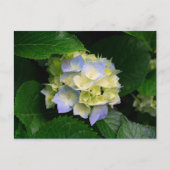 carte postale hydrangea (Devant)