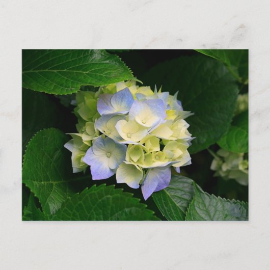 carte postale hydrangea (Devant)