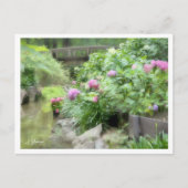 Carte Postale Hydrangea (Devant)
