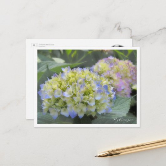 Carte Postale Hydrangea (Devant/Arrière en situation)