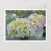 Carte Postale Hydrangea (Devant)