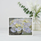 Carte Postale Hydrangea (Debout devant)