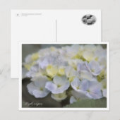Carte Postale Hydrangea (Devant / Derrière)