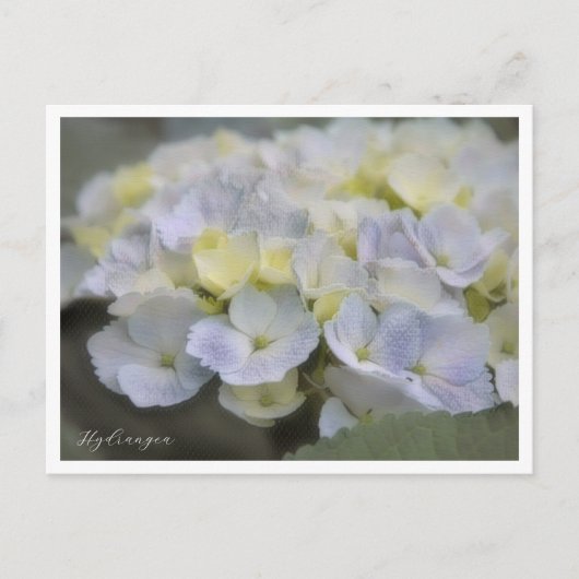 Carte Postale Hydrangea (Devant)