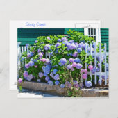 Carte postale Hydrangea (Devant / Derrière)