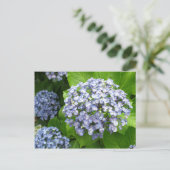 Carte Postale Hydrangea (ajisai) : Japon (Debout devant)