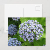 Carte Postale Hydrangea (ajisai) : Japon (Devant / Derrière)