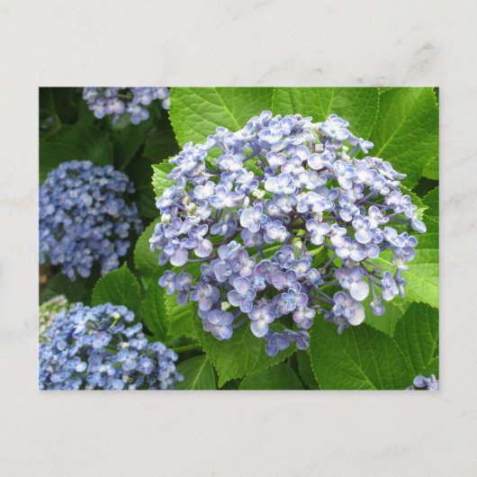 Carte Postale Hydrangea (ajisai) : Japon (Devant)