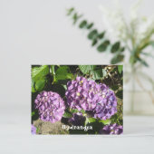 Carte Postale Hydrangea aux teintes de pourpre (Debout devant)