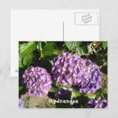 Carte Postale Hydrangea aux teintes de pourpre (Devant / Derrière)