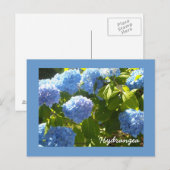 Carte Postale Hydrangea Bleu Ensoleillé (Devant / Derrière)