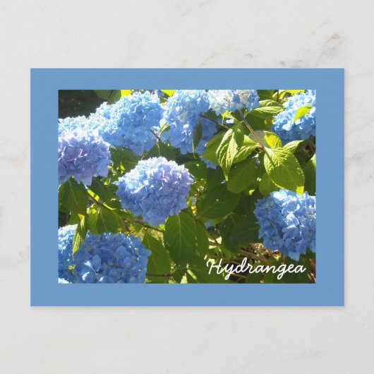 Carte Postale Hydrangea Bleu Ensoleillé (Devant)
