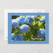 Carte Postale Hydrangea bleu soleil (Devant / Derrière)