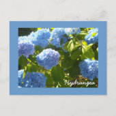 Carte Postale Hydrangea bleu soleil (Devant)