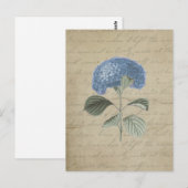 Carte Postale Hydrangea bleu vintage avec Calligraphie antique (Devant / Derrière)