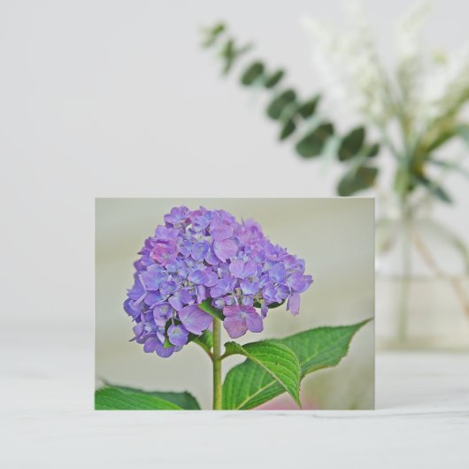 Carte Postale Hydrangea blossom (Debout devant)