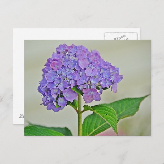 Carte Postale Hydrangea blossom (Devant / Derrière)