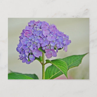 Carte Postale Hydrangea blossom