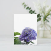Carte postale Hydrangea Bush (Debout devant)
