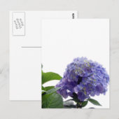 Carte postale Hydrangea Bush (Devant / Derrière)