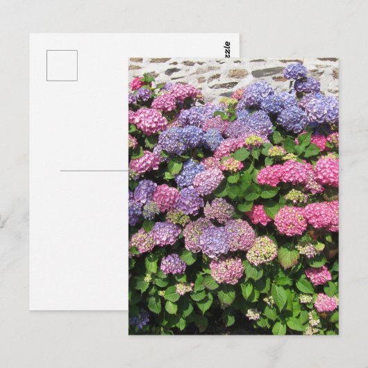 Carte Postale Hydrangea bush Postcard (Devant / Derrière)