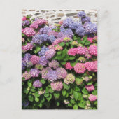 Carte Postale Hydrangea bush Postcard (Devant)
