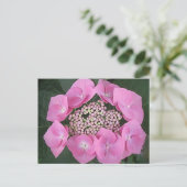Carte postale Hydrangea Casquette en dentelle rose (Debout devant)