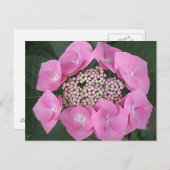 Carte postale Hydrangea Casquette en dentelle rose (Devant / Derrière)