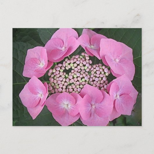 Carte postale Hydrangea Casquette en dentelle rose (Devant)