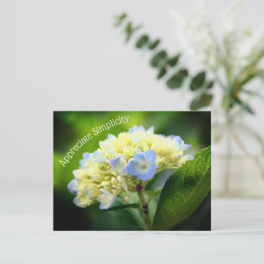 Carte Postale Hydrangea Fleur Simplicité Inspiration (Debout devant)