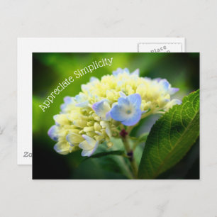 Carte Postale Hydrangea Fleur Simplicité Inspiration