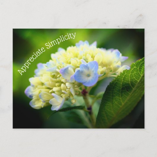 Carte Postale Hydrangea Fleur Simplicité Inspiration (Devant)