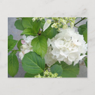 Carte Postale Hydrangea Flower Green White Nature Jardin Plantes
