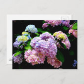 Carte Postale Hydrangea garden, rose, bleu, purple floral (Devant / Derrière)