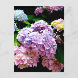 Carte Postale Hydrangea garden, rose, bleu, purple floral