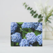 Carte Postale Hydrangea : Japon (Debout devant)
