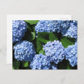 Carte Postale Hydrangea : Japon (Devant / Derrière)