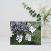 Carte Postale Hydrangea : Japon (Debout devant)