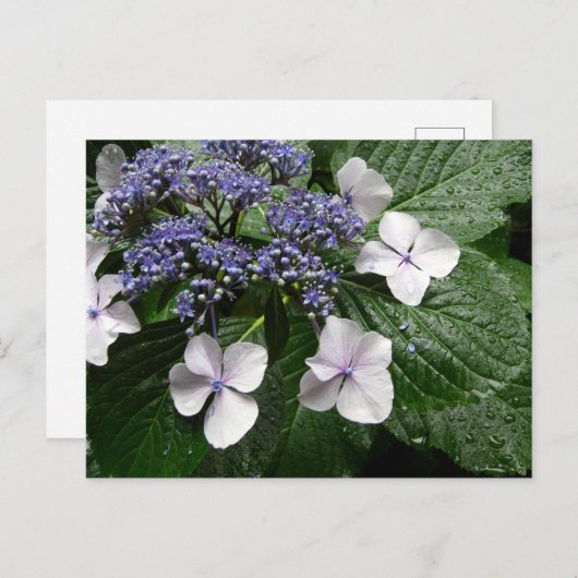 Carte Postale Hydrangea : Japon (Devant / Derrière)