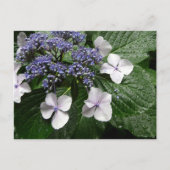 Carte Postale Hydrangea : Japon (Devant)