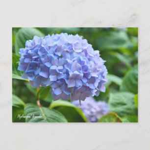 Carte Postale Hydrangea "Jogasaki" [Carte postale] ポ ー ド