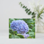 Carte Postale Hydrangea "Jogasaki" [Carte postale] ポ ー ド (Debout devant)