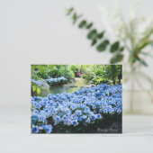 Carte Postale Hydrangea 'Konpeito' [Carte postale] (Debout devant)